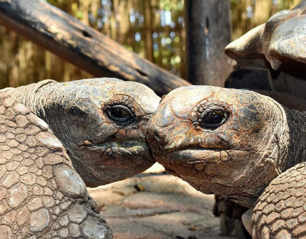 Half-day Guided trip to Prison lsland Tour.